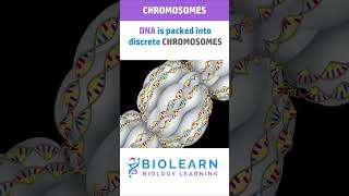 STRUCTURE OF CHROMOSOME 🧬 TYPES OF CHROMOSOMES  BioLearn [upl. by Nama607]