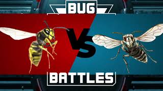 Bug Battles Episode 1 BaldFaced Hornet vs Yellowjacket [upl. by Tiersten]