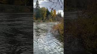 North Umpqua River at Hestness Landing [upl. by Slaby]