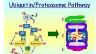 Amino Acid Metabolism Part 3UbiquitinUbProteasome System  Protein degradation System [upl. by Ivy]