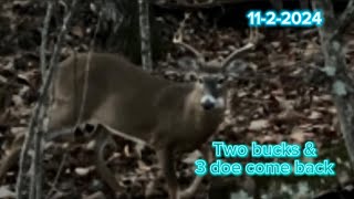 Public Land Bow Hunt Two bucks and 3 doe come back hunting publiclandhunting bowhunt wildlife [upl. by Ettigirb]