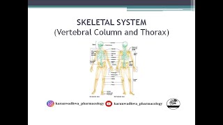 Skeletal System  Vertebral Column and Thorax [upl. by Avehstab215]