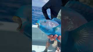 parrotfish colorfullfish ocean fishing polarblueparrotfish saltwaterfishing bloodparrotfish [upl. by Mellette]