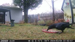 A handsome crow is annoyed with the peanut tray bird birds pigeon pigeons [upl. by Nnahteb251]