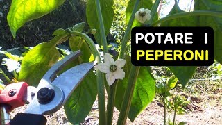 POTARE I PEPERONI  काली मिर्च छँटाई [upl. by Banyaz190]