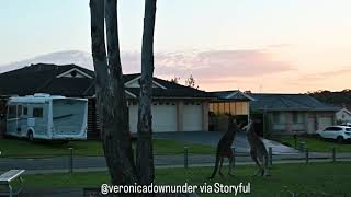 Kangaroo boxing match disrupts idyllic picnic [upl. by Welch86]