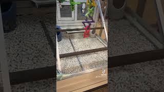 petsmart budgies [upl. by Raff]