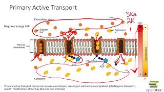 Active Transport Primary amp Secondary [upl. by Feldt]