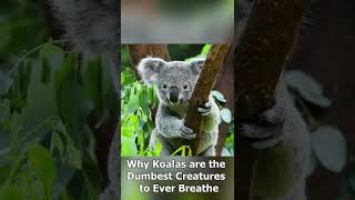 Koalas Are The DUMBEST CREATURES To Ever Breathe [upl. by Ahsieyk]