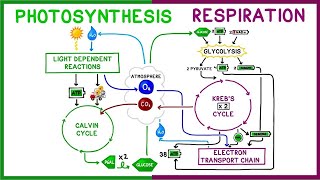 Photosynthesis vs Cellular Respiration Comparison [upl. by Peednama885]