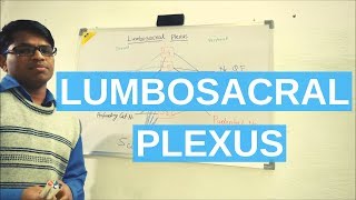 Lumbosacral Plexus [upl. by Ybroc]