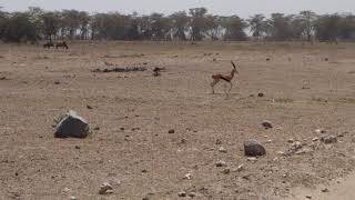 Gazelle running  Amboseli Kenya [upl. by Eojyllib105]