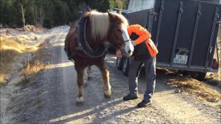 Nationalpark Schwarzwald Magazin Online Rückepferd Ranka beim Arbeitseinsatz [upl. by Chiou]