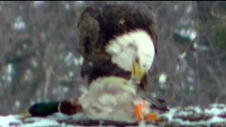 Astonishing video Bald Eagle Captures and Eats Duck [upl. by Terrill]