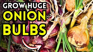 5 Tips To Grow HUGE Onion Bulbs From Professional Onion Farmers [upl. by Dnumde]