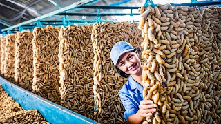 You Wont Believe How Silkworm is Produced And What is Made Using Silkworm [upl. by Minier986]