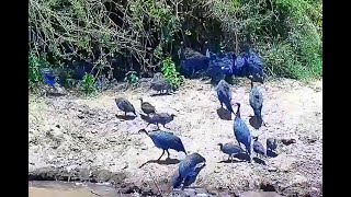 Vulturine Guineafowl Exploreorg 29 March 2024 [upl. by Malan]