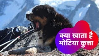 भोटिया कुत्ते को बस ये खाना खिलाएं फिर ये शेर को भी हरा सकता है  Bhotiya Dog Full Diet Plan [upl. by Meredith]