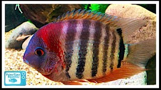 Severum Cichlid Care and Breeding A Large Center Piece Fish [upl. by Rugen]