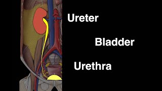 Ureter Bladder and Urethra [upl. by Duck]