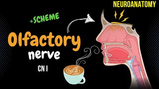 CN 1 Olfactory Nerve DETAILED Scheme  Animation [upl. by Deidre898]