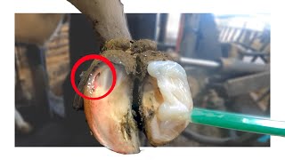 HIDDEN HOOF ABSCESS POPS AS IT BURSTS [upl. by Goodard]