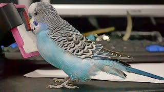 Happy Budgie sounds [upl. by Faydra]