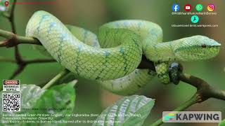 Bornean Keeled Pit Viper wildlife snake pitvipers reptiles northborneo wildlifeanimals [upl. by Godwin]