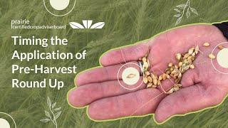 Expert Guide to Timing the Application of PreHarvest Roundup on Wheat  Kelly Boles CCA [upl. by Adnahcir]