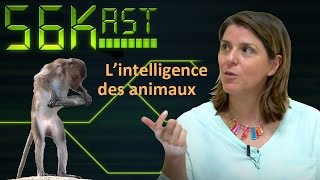 56kast 103  Lintelligence des animaux [upl. by Maharg]