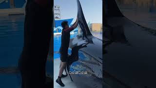 Why did the dolphin suddenly come out of the swimming pool😱quotyoutubeshorts [upl. by Iramat]