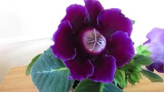 Gloxinia Flowering Again [upl. by Rogerio417]