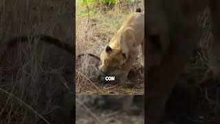 Leona toma venganza contra clan de babuinos 😱🦁🤯 planet animales animals animalsalvaje fauna [upl. by Merat]