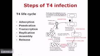 T4 phage life cycle [upl. by Adnuhsor]