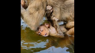 Poor new abandoned baby monkey got drown in water [upl. by Naesed102]