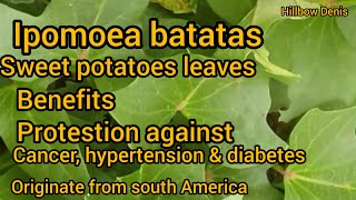 Ipomoea batatas Sweet potatoes leaves Health protection against cancer hypertension amp diabetes [upl. by Enitsuga]