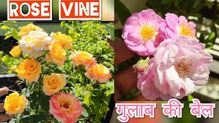 Rose vine climbing rosegulab ki bail rose care rose food organic fertilizer organic khaad [upl. by Vidal]