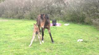 Tinks foal trying to stand part 3 [upl. by Mcnamee]