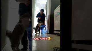 Gusto nyang tumulong highlightseveryone highlights catlover catvideos cat [upl. by Gasser648]