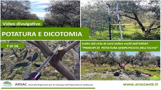 7 Potatura e dicotomia  principi di potatura semplificata dellolivo [upl. by Assetnoc619]