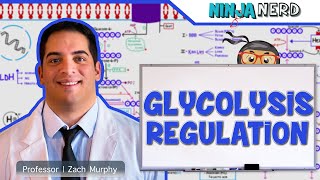 Metabolism  Regulation of Glycolysis [upl. by Edwyna]