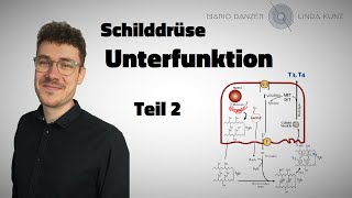 Wie wird T3T4 in der Schilddrüse gebildet  👨‍🏫 Hypothyreose  Folge 2 [upl. by Yaluz]