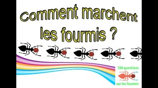 Comment marchent les Fourmis [upl. by Tap]