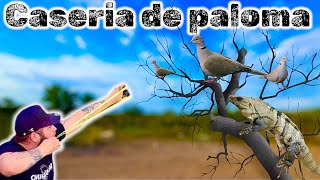 Caceria de PALOMA e IGUANA  RESORTERA de mercado libre [upl. by Ahseela]