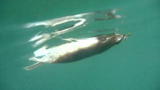 West Lakes Flounder on HB lure [upl. by Aihsirt569]