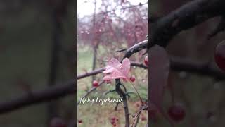 Funny malus hupehensis or Chinese crab apple shorts herbarium snow [upl. by Iney]