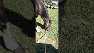 Soccer chowing down in Sagaponack Good boy eastend yeahthatgreeville nature [upl. by Meara]