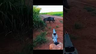 это отличный кадр охоты на кабанаchassehunting cinghiale jabali wildboar [upl. by Nicolau]