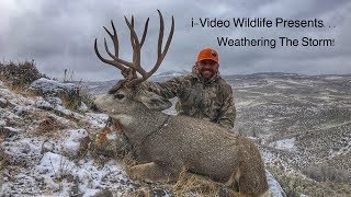 Giant Colorado Mule Deer  “Weathering The Storm” [upl. by Enawyd]