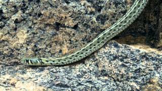 Wild chequered garter snake  Thamnophis marcianus [upl. by Kirschner]